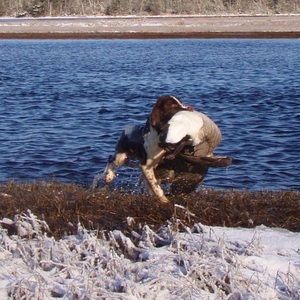 Meet your Posher, Randall